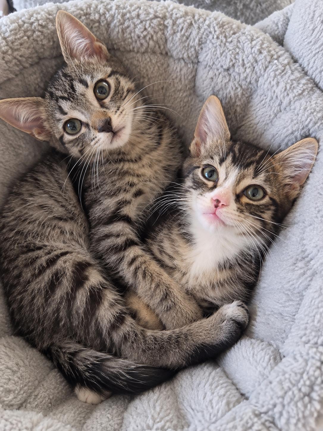 Enlarge BROOKS & COVE, a Adopted mixed breed in Chicopee, MA image 2/6