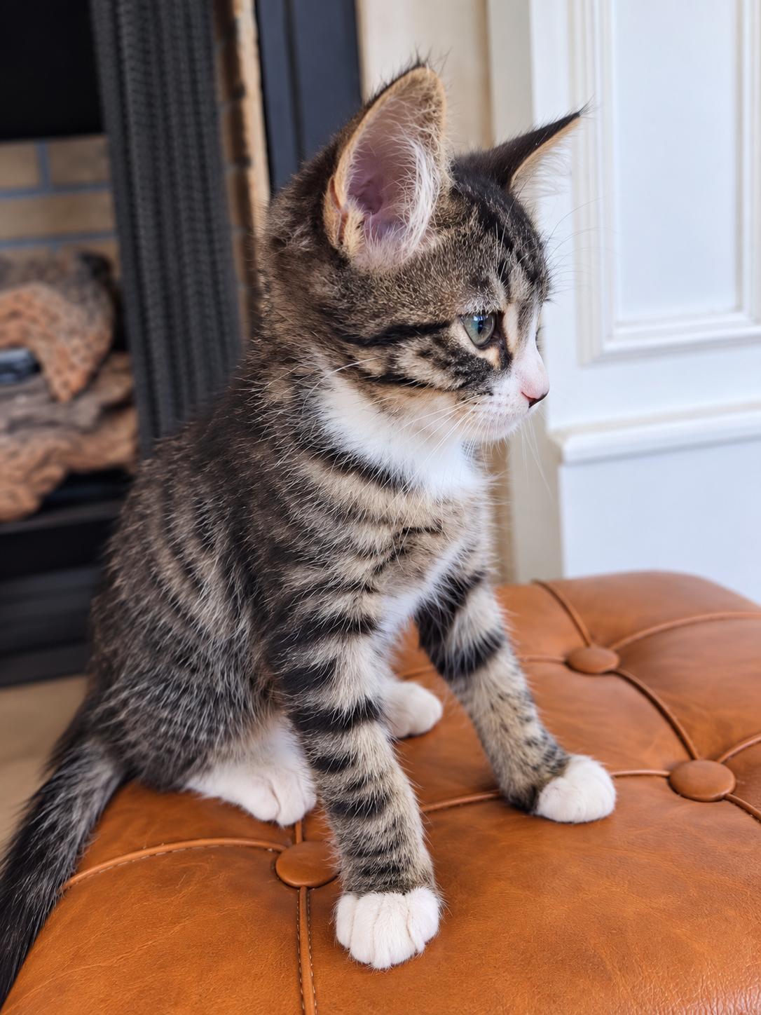 Enlarge BROOKS & COVE, a Adopted mixed breed in Chicopee, MA image 4/6