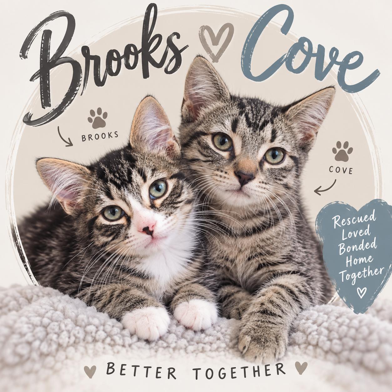 BROOKS & COVE, Adopted, Kitten Male Domestic Medium Hair.