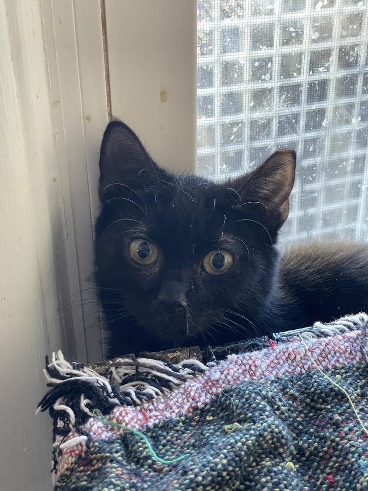 Enlarge Naomi, a Adoptable Domestic Short Hair in Jersey City, NJ image 1/1