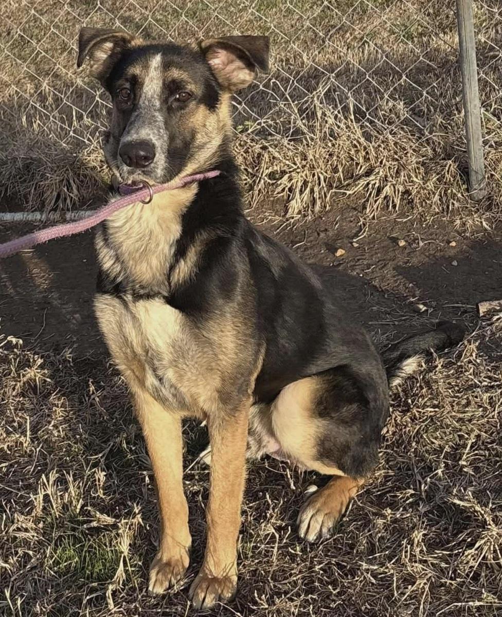 Enlarge Riggs, a ADOPTABLE mixed breed in Cedarburg, WI image 2/2