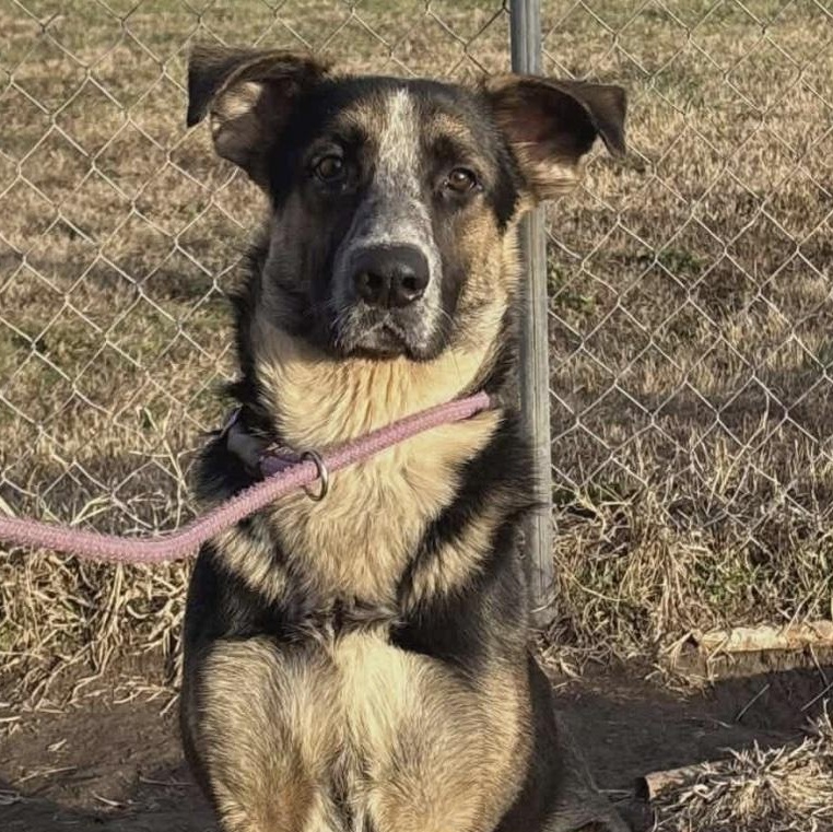 Riggs, ADOPTABLE, Young Male German Shepherd Dog.