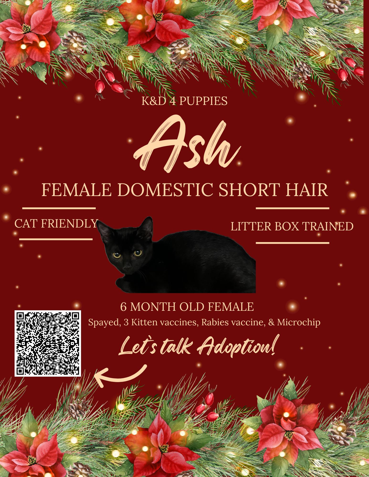 Ash, Adoptable, Young Female Domestic Short Hair.