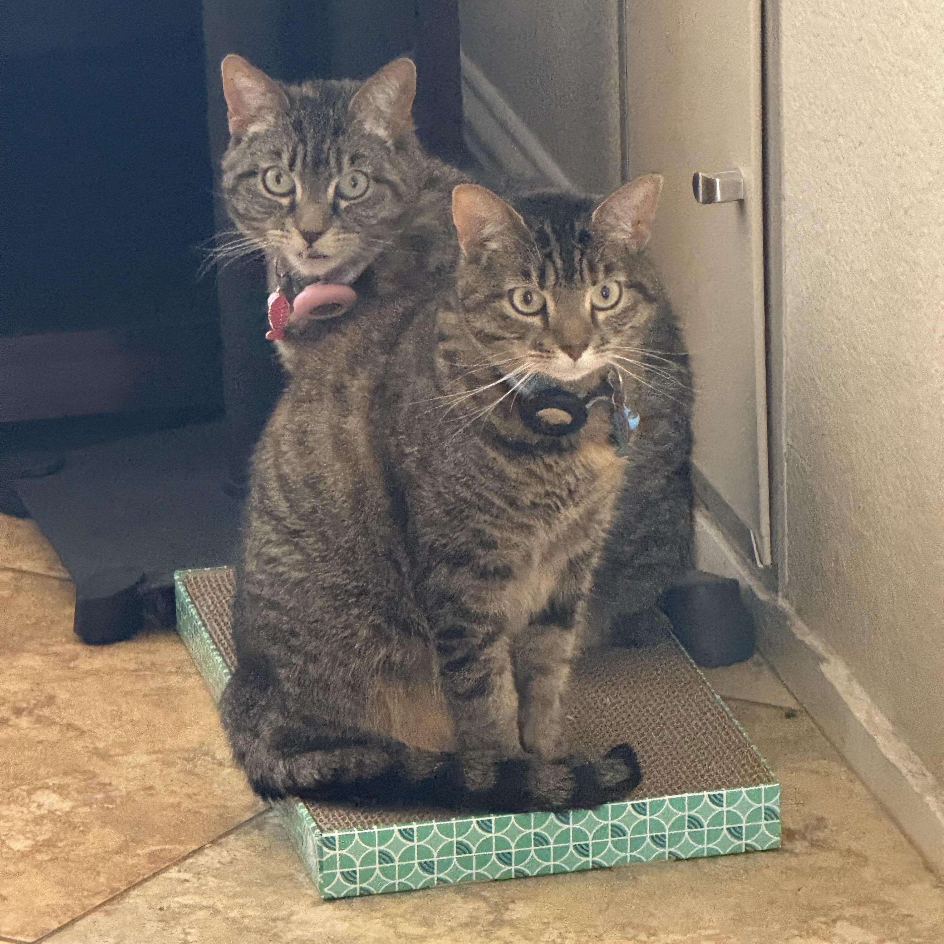 Sunshine & Cinnamon N.