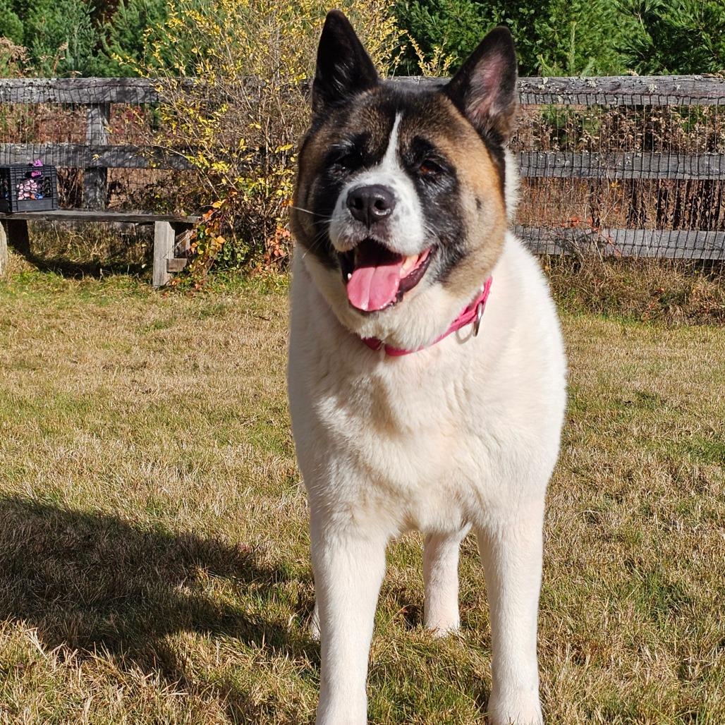 Enlarge Verona, a Adoptable Akita in Brownsville, VT image 1/1
