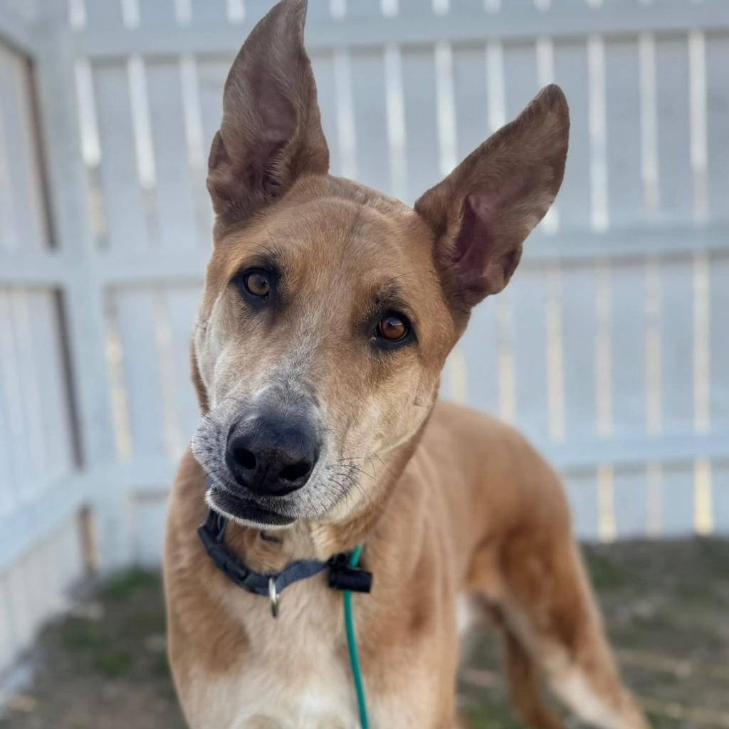 Enlarge Graham, a Adoptable mixed breed in Tehachapi, CA image 3/4
