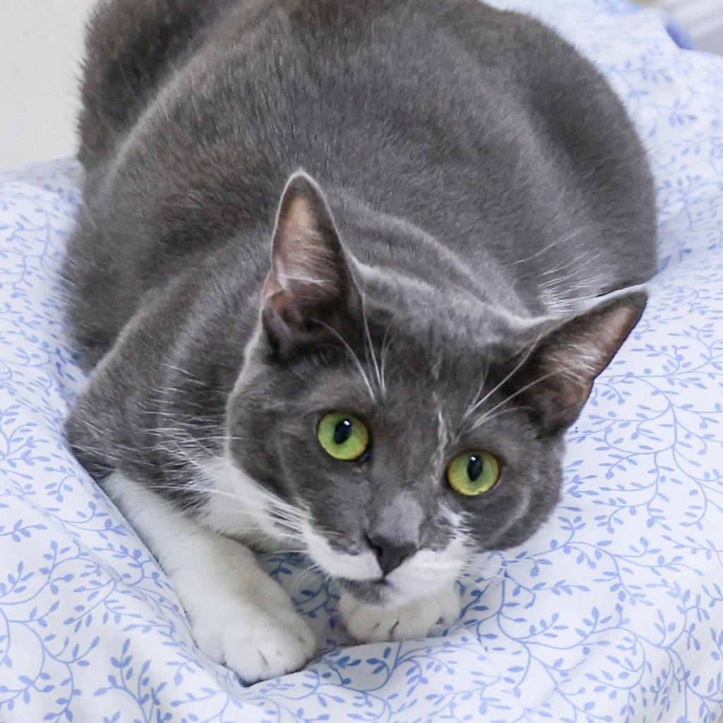 Dracula — thumbnail 2