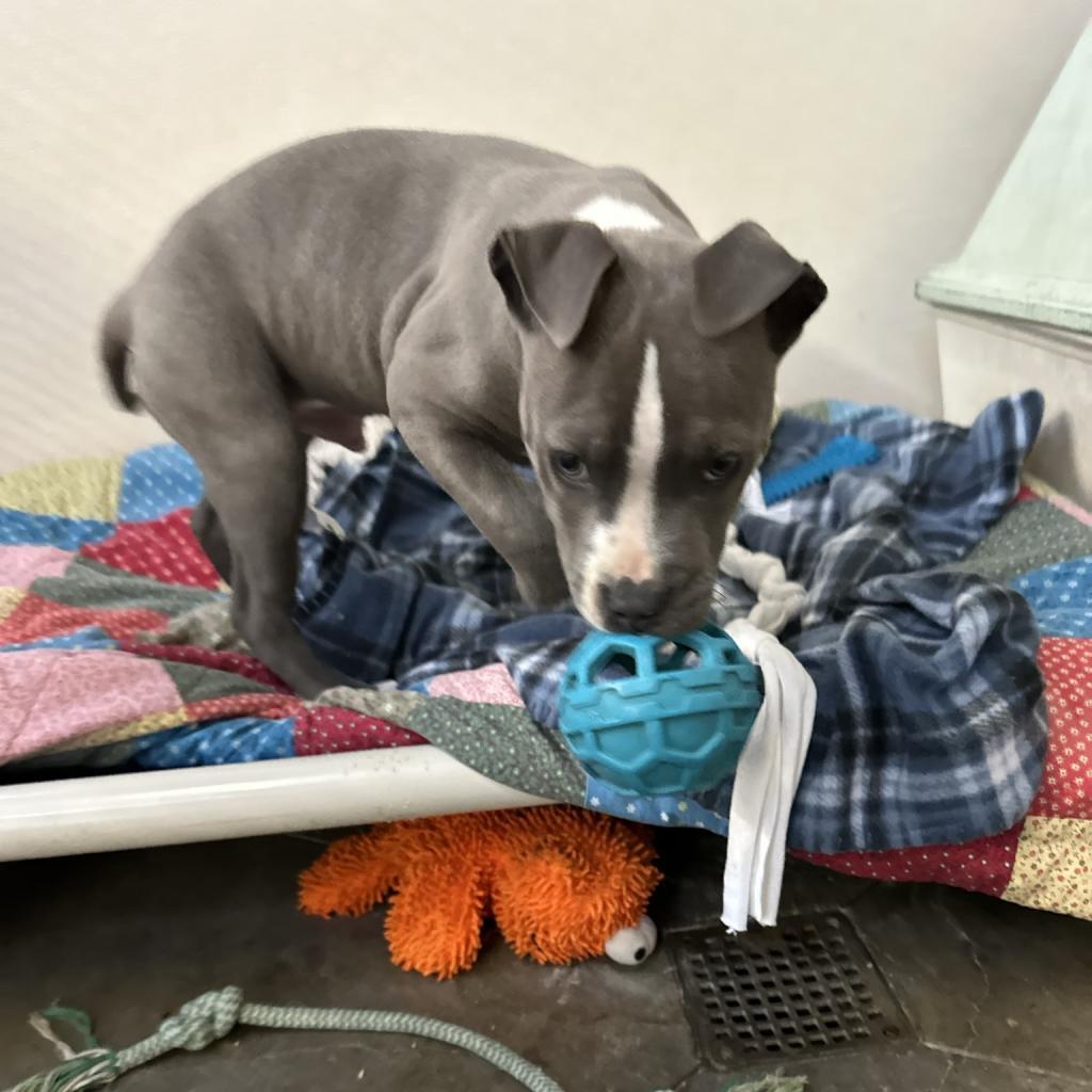 Smokey, a Adoptable Mixed Breed in Canton, IL image 1/6