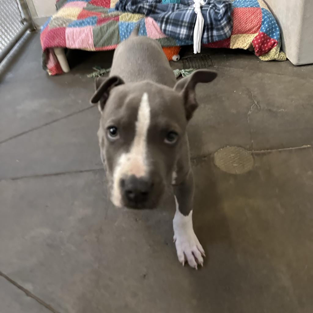 Smokey, a Adoptable Mixed Breed in Canton, IL image 2/6