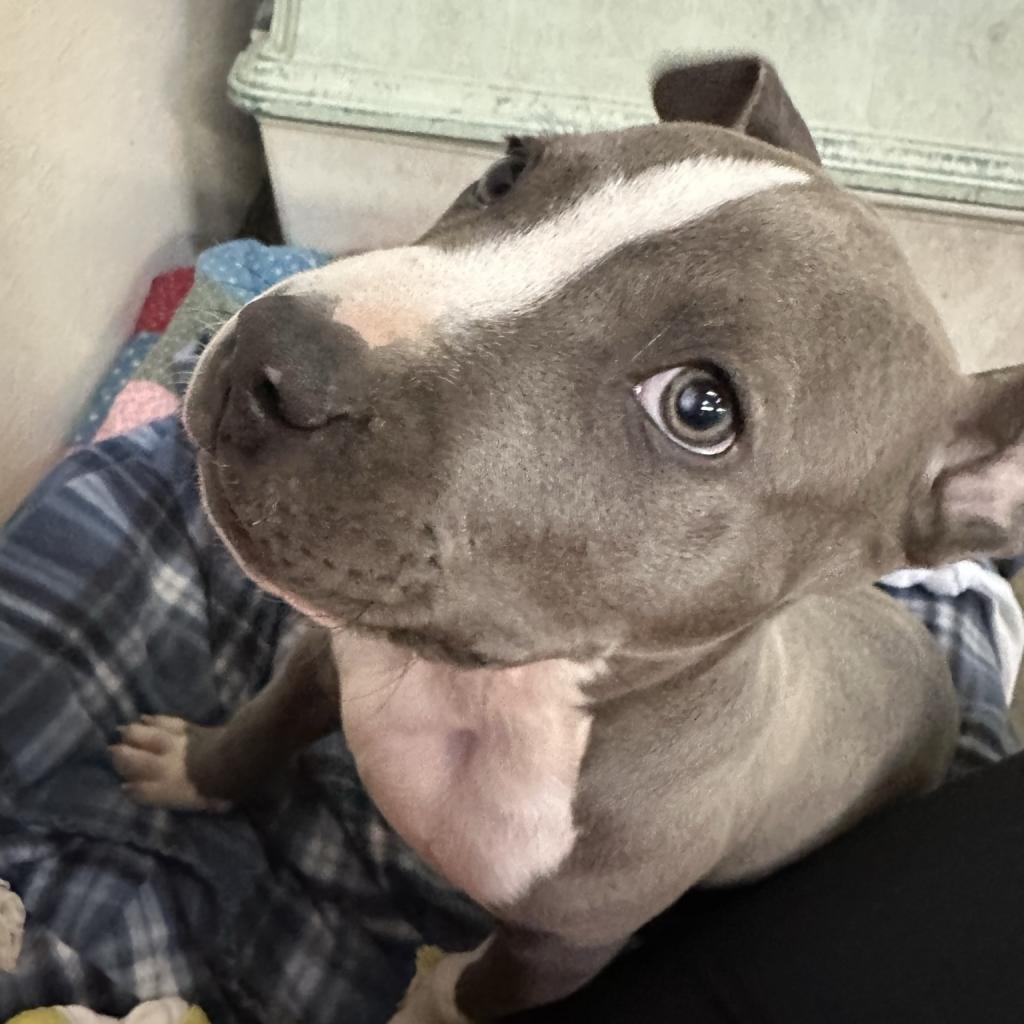 Smokey, a Adoptable Mixed Breed in Canton, IL image 3/6