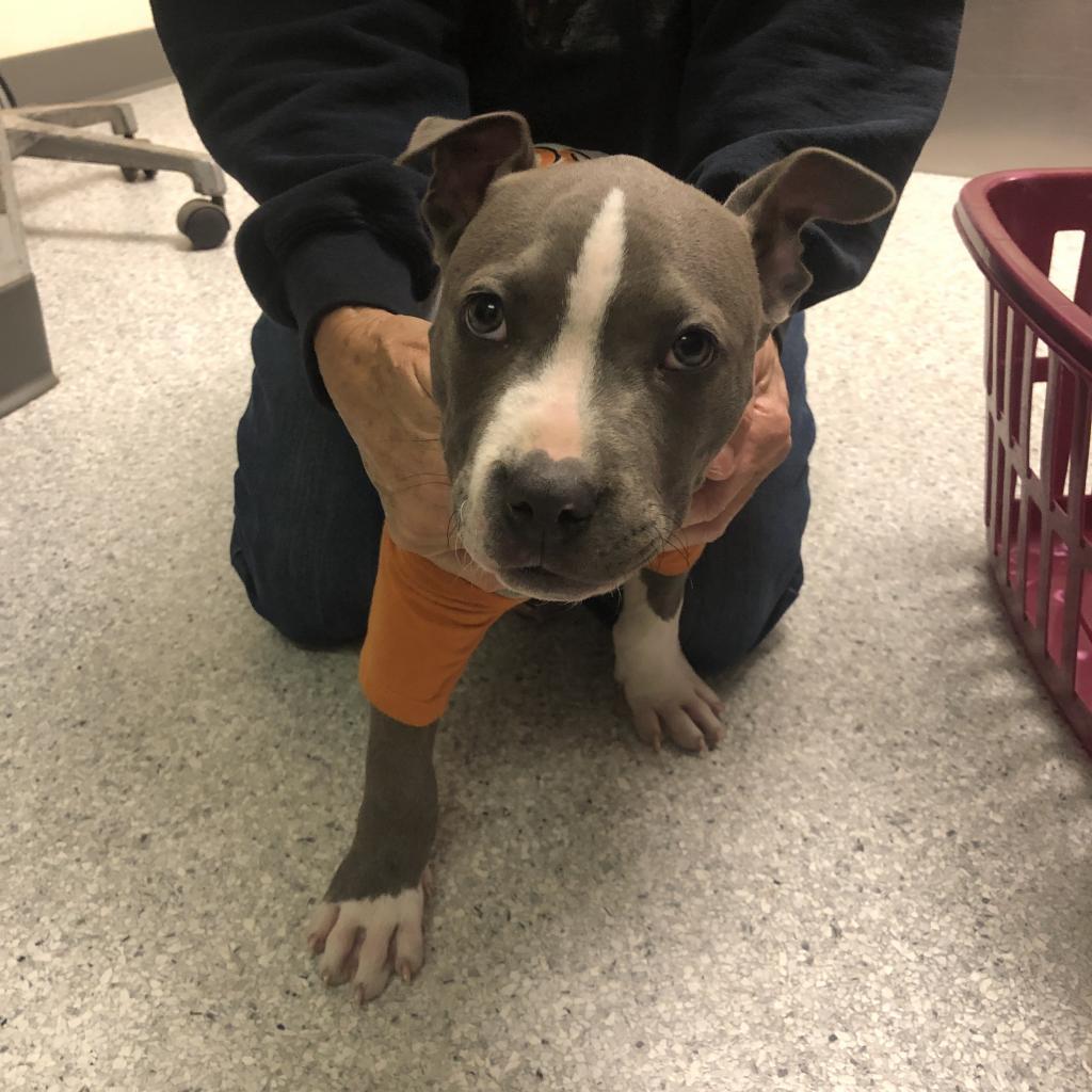 Smokey, a Adoptable Mixed Breed in Canton, IL image 4/6