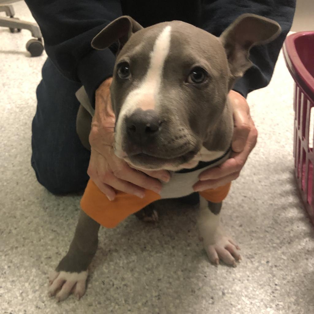 Smokey, a Adoptable Mixed Breed in Canton, IL image 6/6