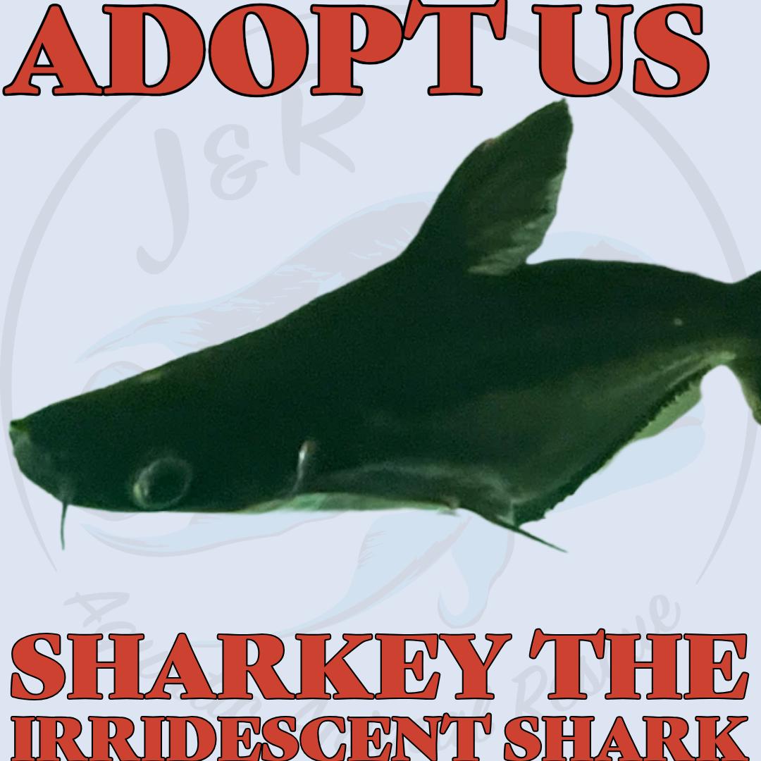 Enlarge Sharkey the Iridescent Shark, a Adoptable Freshwater Fish in Neenah, WI image 1/1