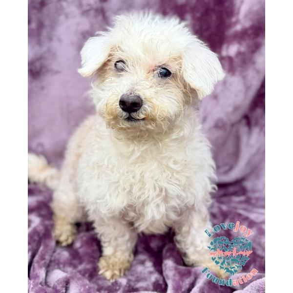 Archie HB — thumbnail 2