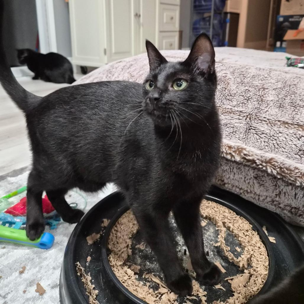 Nami, Adoptable, Young Female Domestic Short Hair.