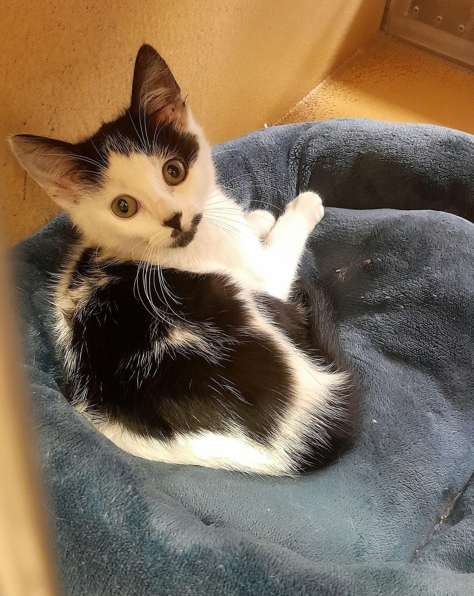 Pepper, Adoptable, Kitten Female Domestic Short Hair.