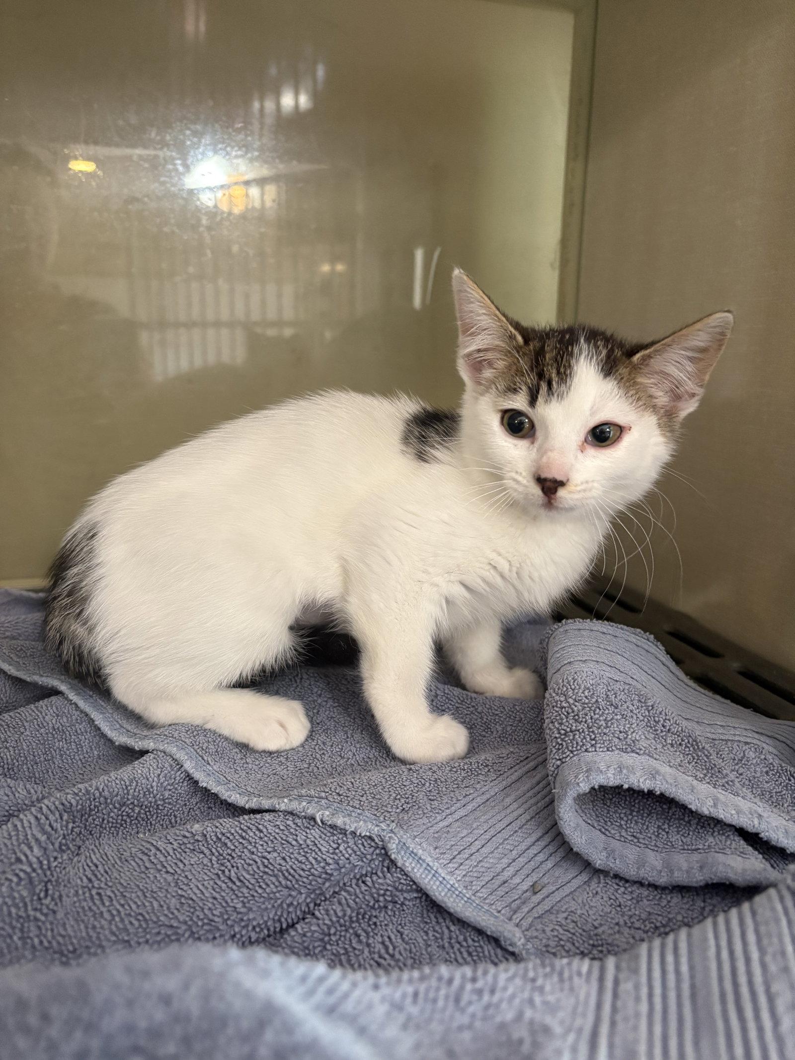 Pepper, Adoptable, Kitten Female Domestic Short Hair.