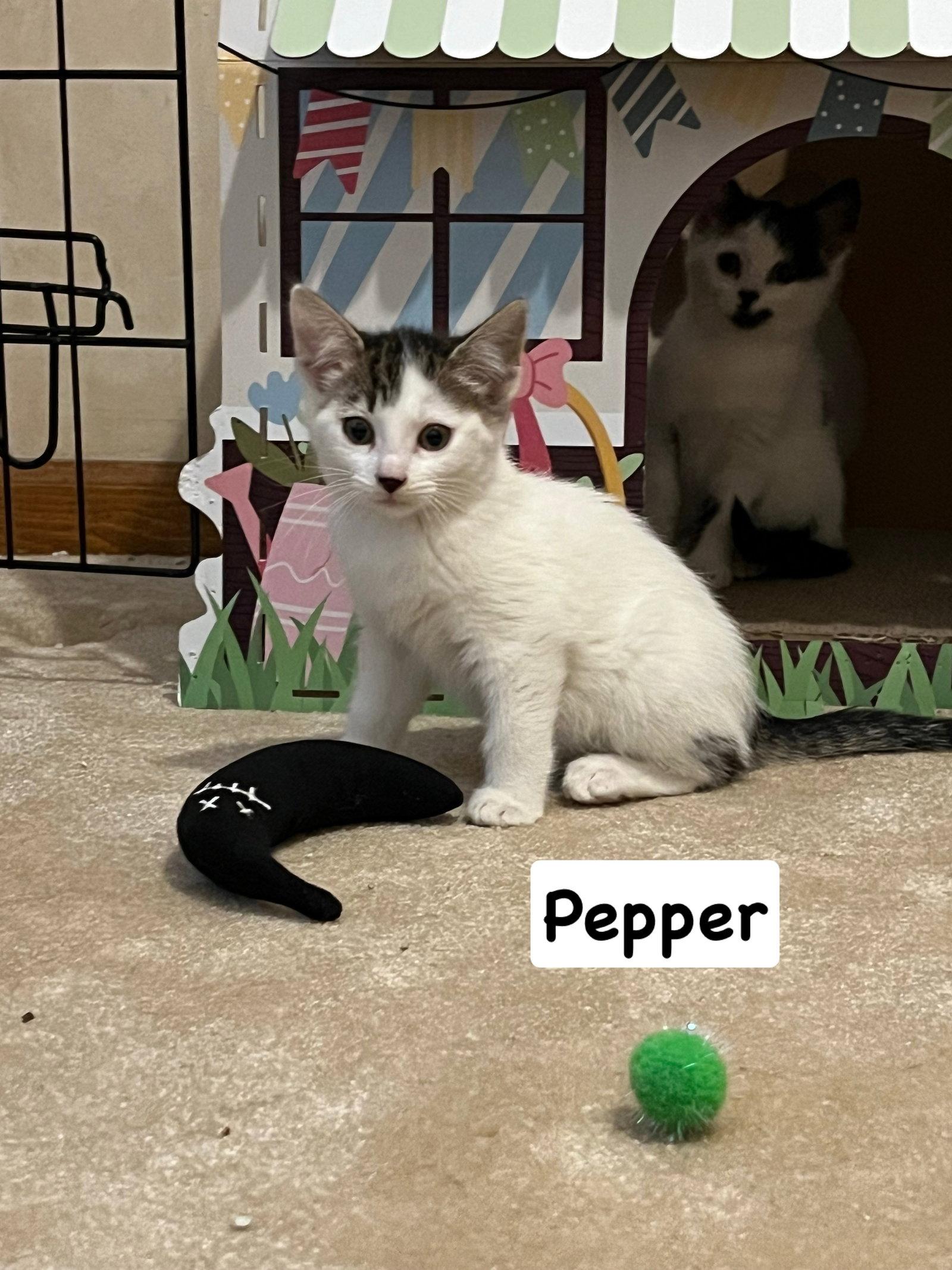 Pepper, a Adoptable Domestic Short Hair in Yardley, PA image 3/3