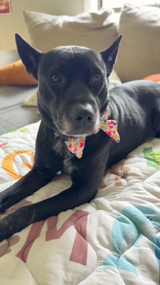 Enlarge Mattie Girl, a Adoptable mixed breed in Raeford, NC image 4/6