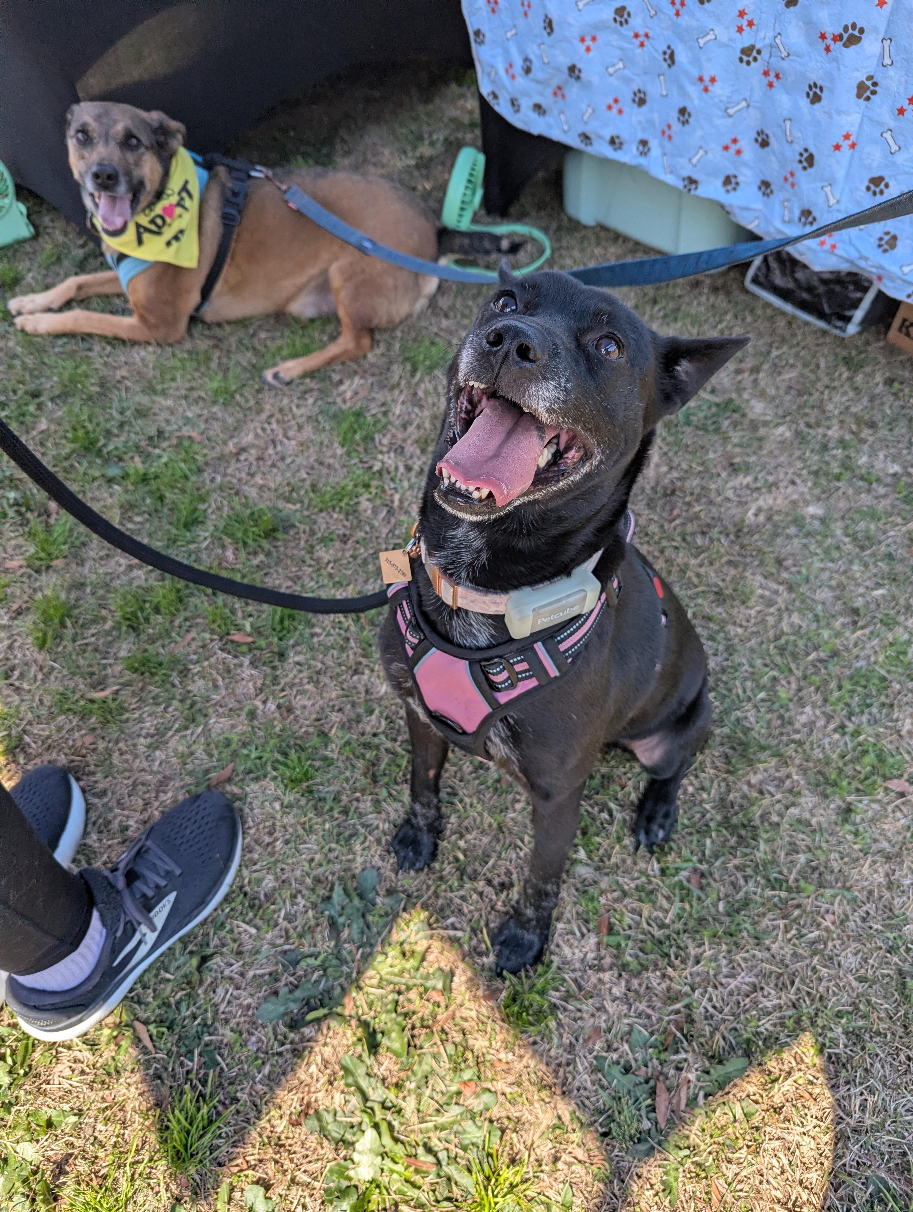 Enlarge Mattie Girl, a Adoptable mixed breed in Raeford, NC image 5/6