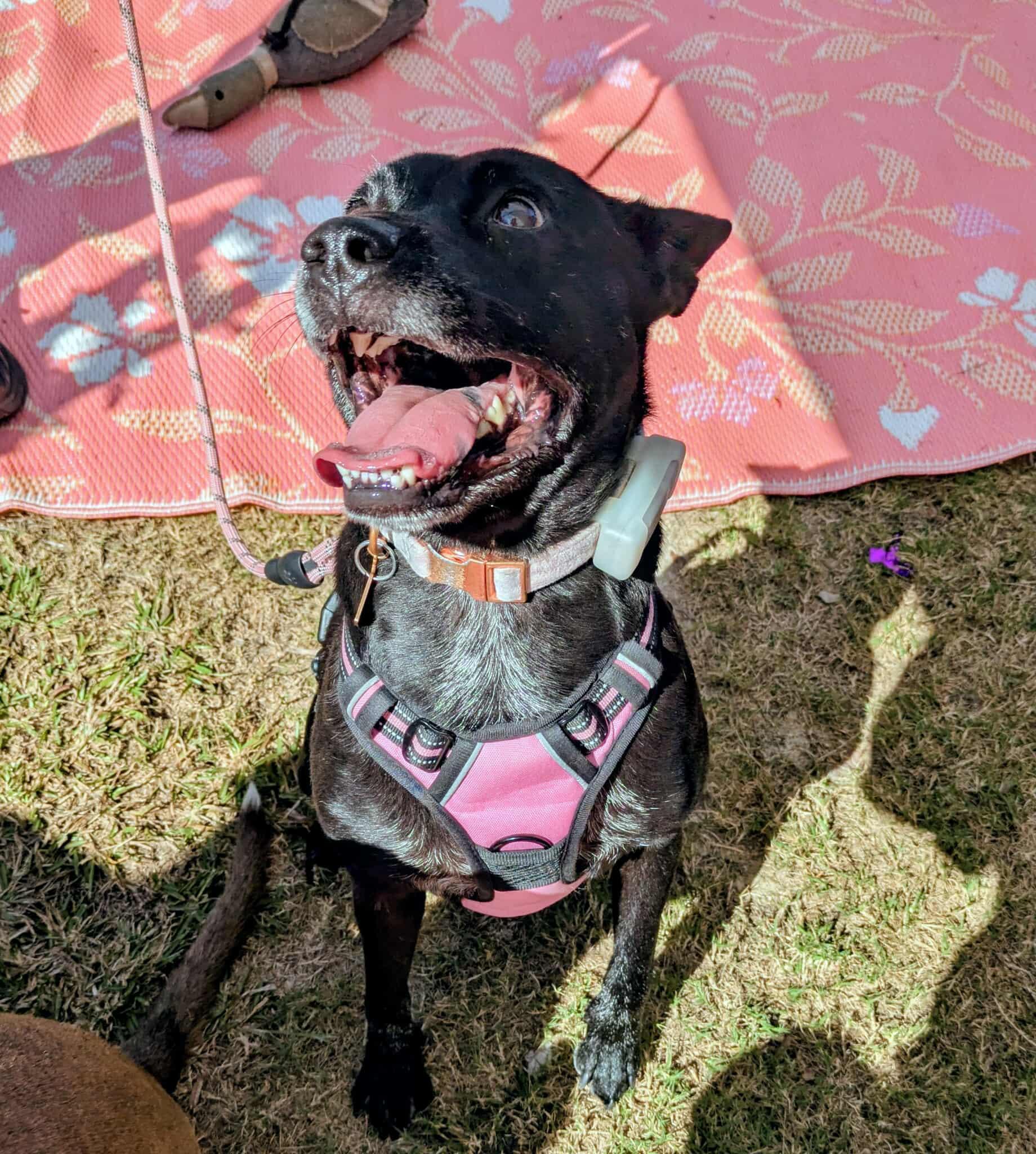 Enlarge Mattie Girl, a Adoptable mixed breed in Raeford, NC image 3/6