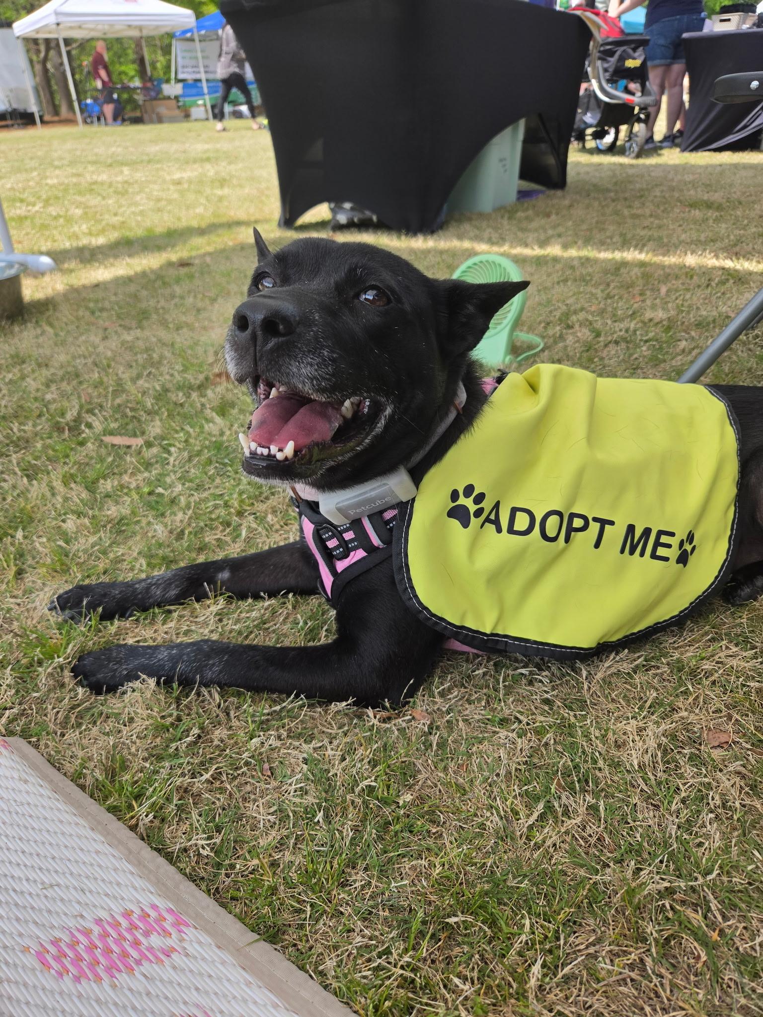 Enlarge Mattie Girl, a Adoptable mixed breed in Raeford, NC image 1/6