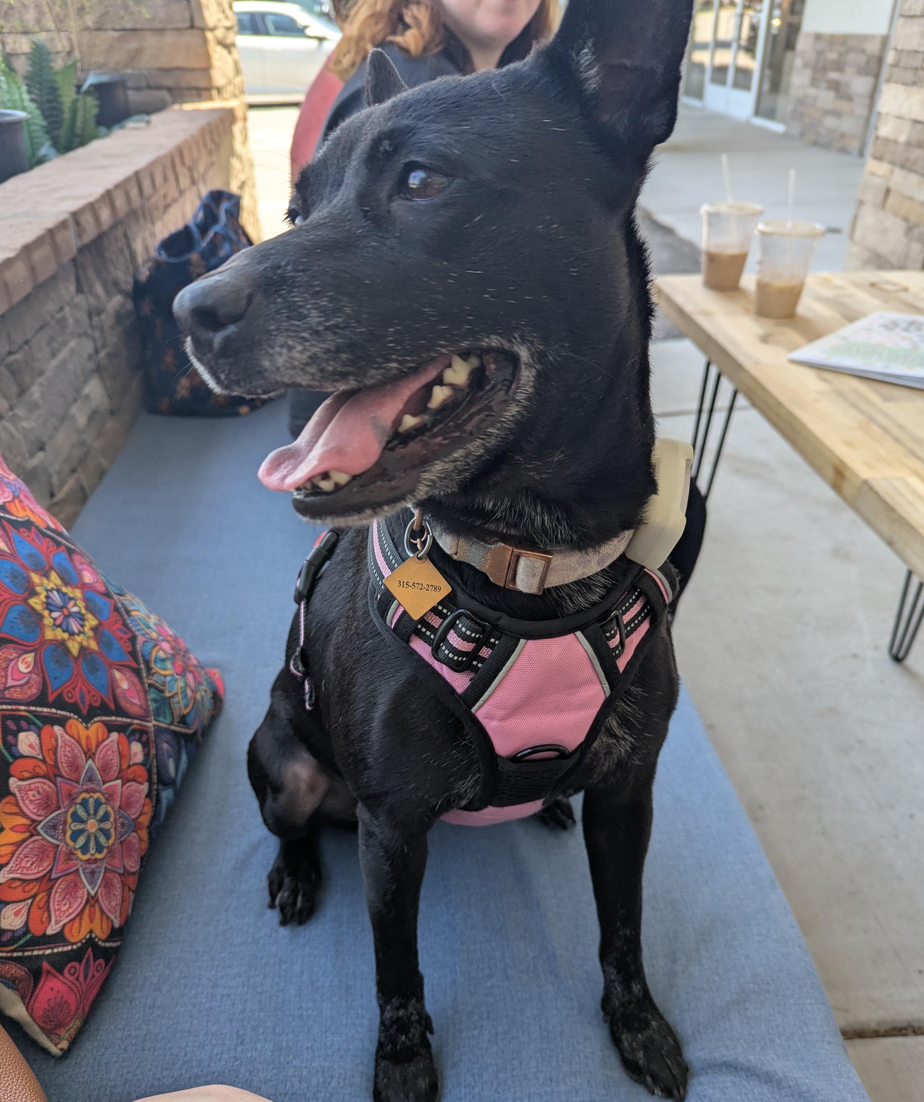 Mattie Girl, Adoptable, Adult Female Cattle Dog & Chow Chow.