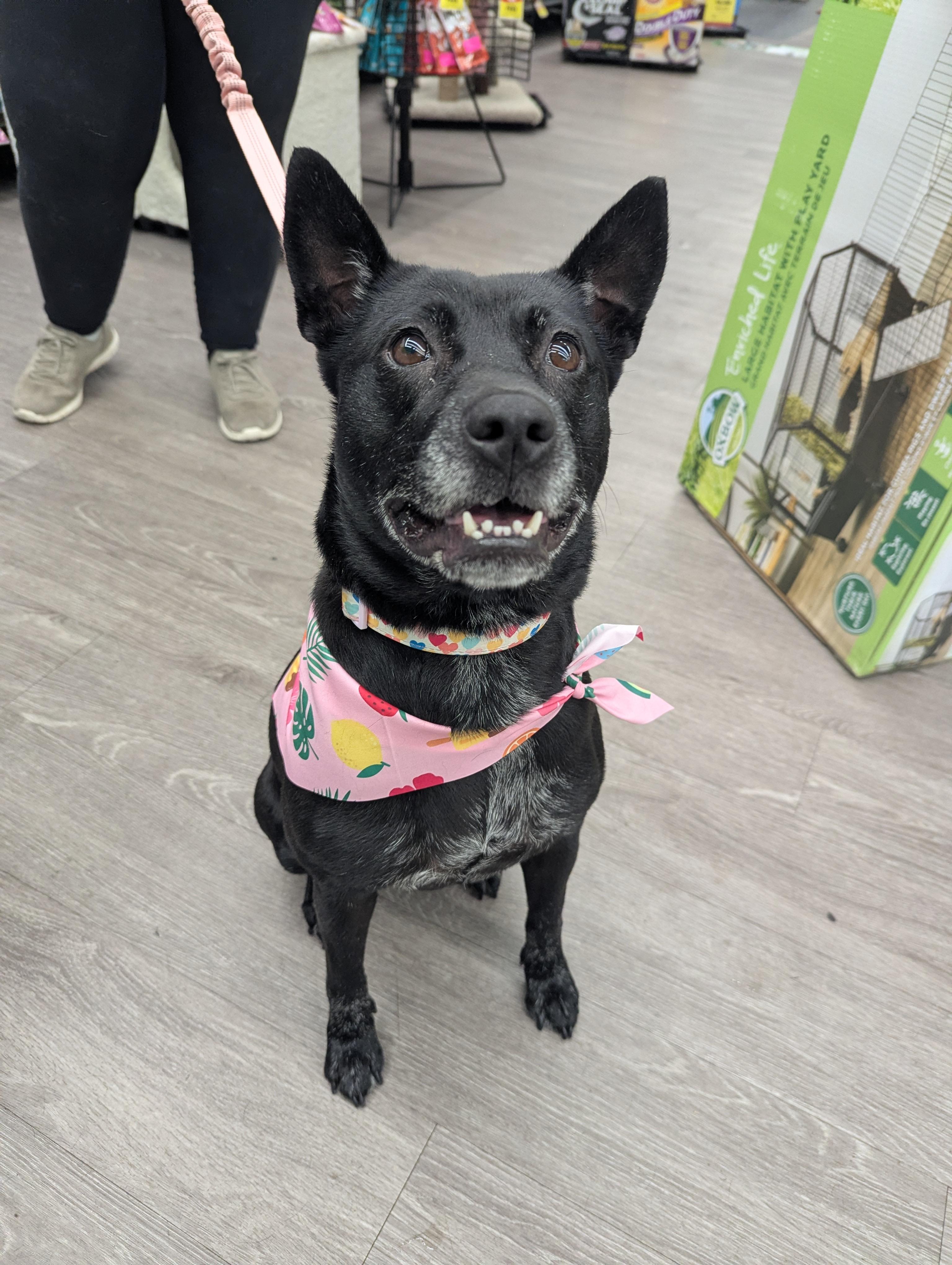 Enlarge Mattie Girl, a Adoptable mixed breed in Raeford, NC image 3/6