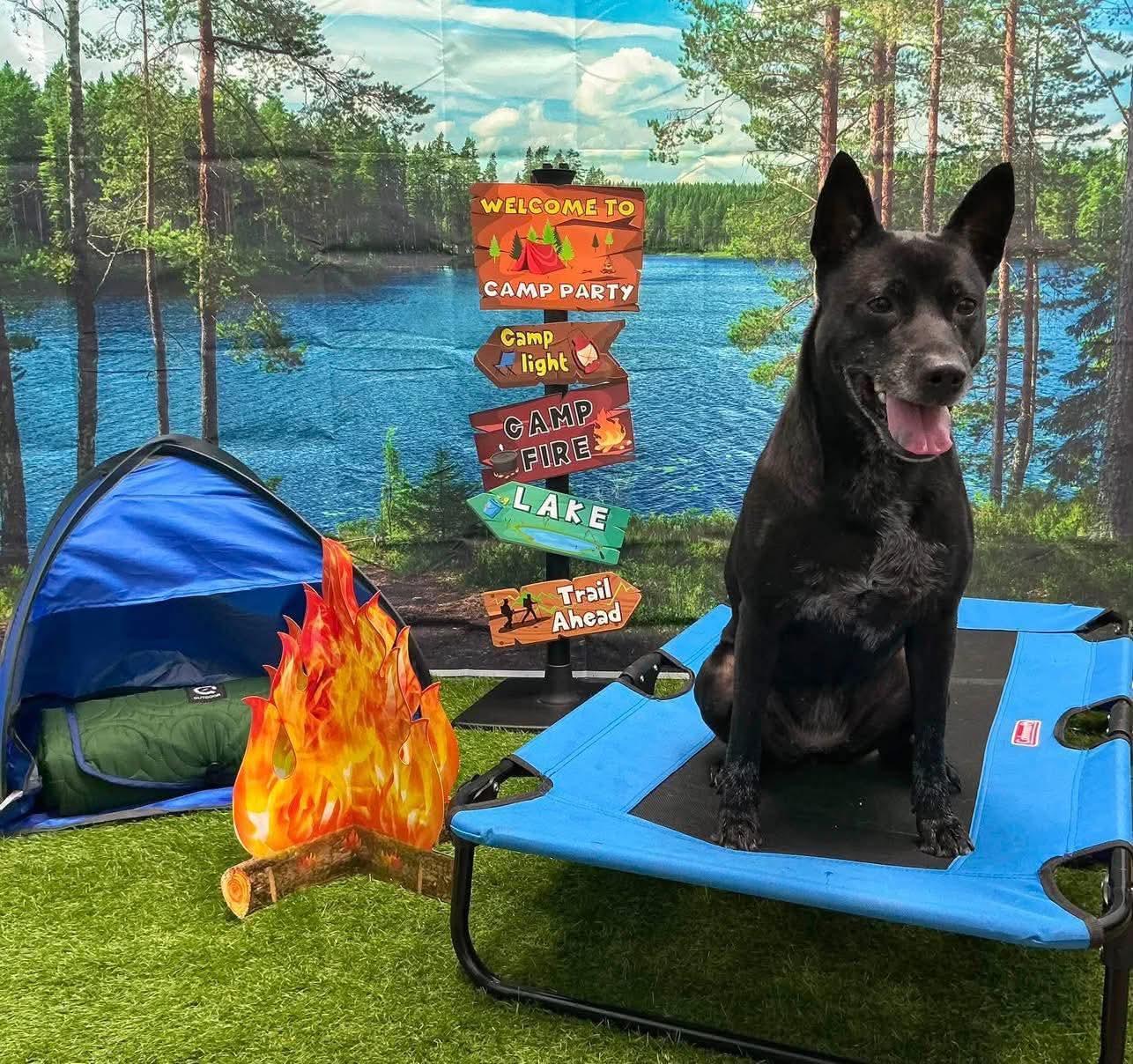 Enlarge Mattie Girl, a Adoptable mixed breed in Raeford, NC image 5/6
