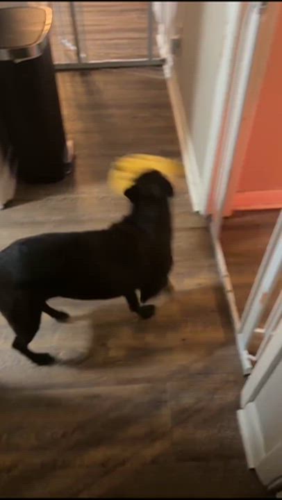 Enlarge Mattie Girl, a Adoptable mixed breed in Raeford, NC video 6/6