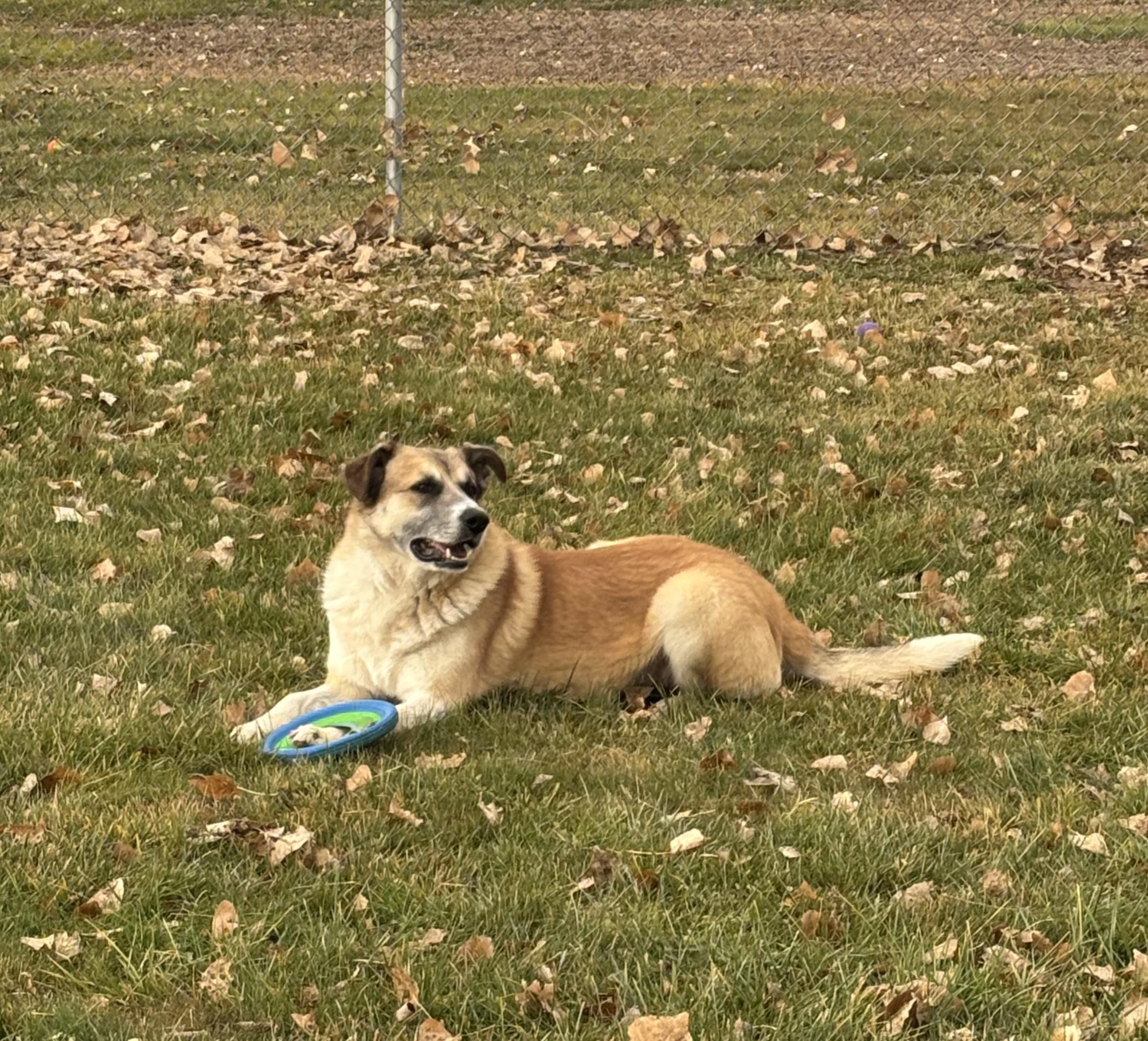 Enlarge Hyram, a Adoptable mixed breed in Torrington, WY image 3/3