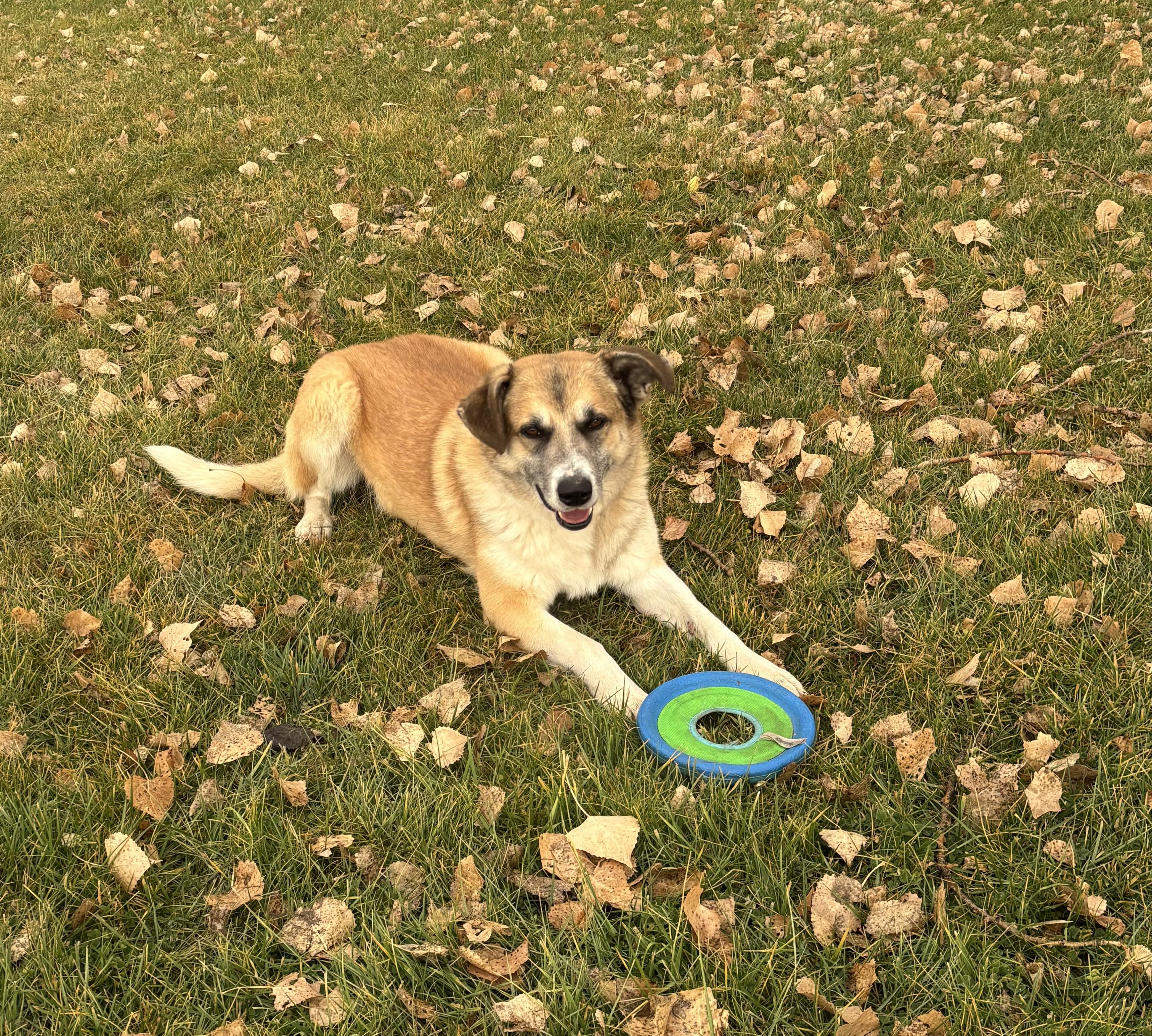 Hyram, an adoptable Great Pyrenees in Torrington, WY, 82240 | Photo Image 2