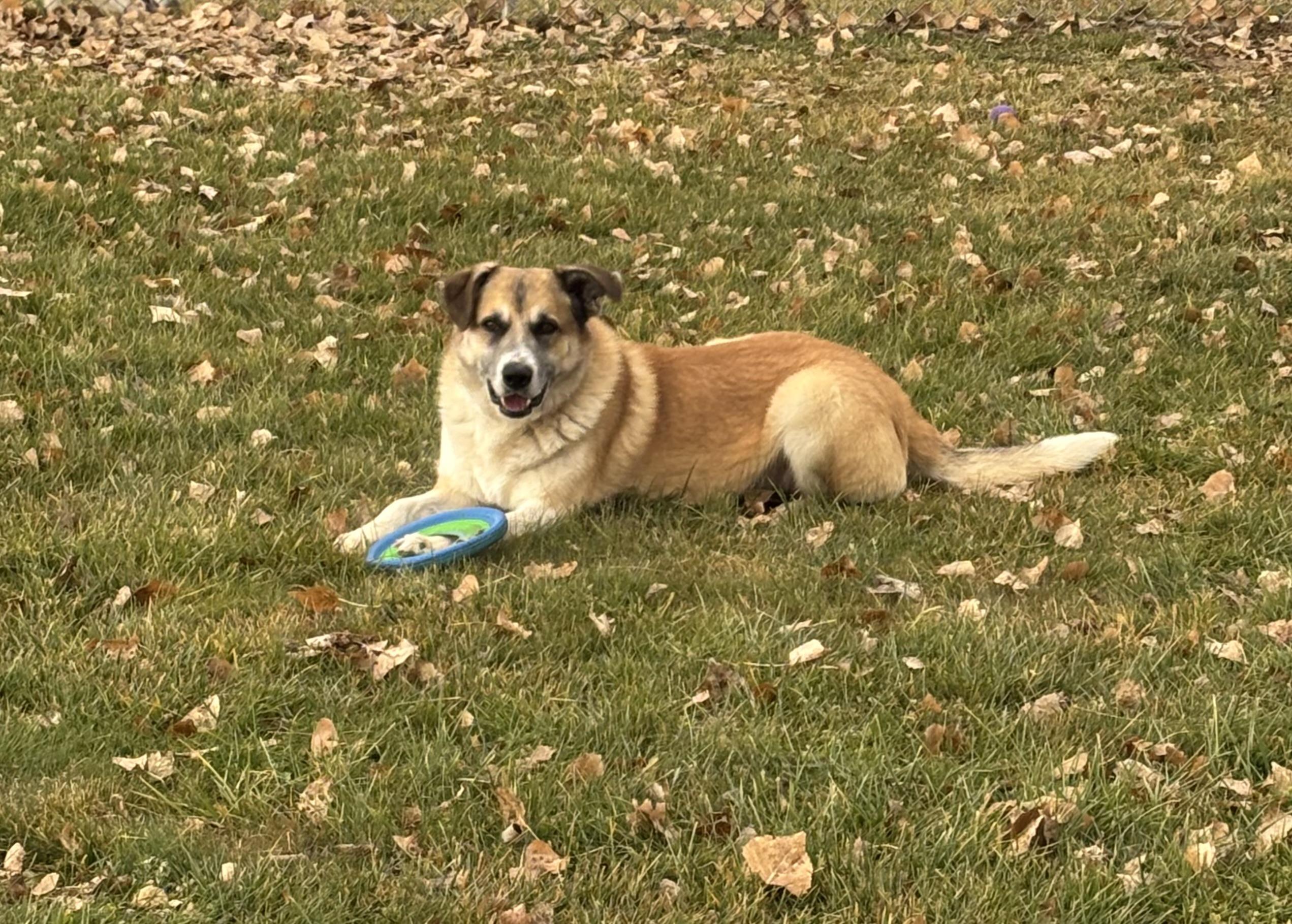 Hyram, Adoptable, Adult Male Great Pyrenees.
