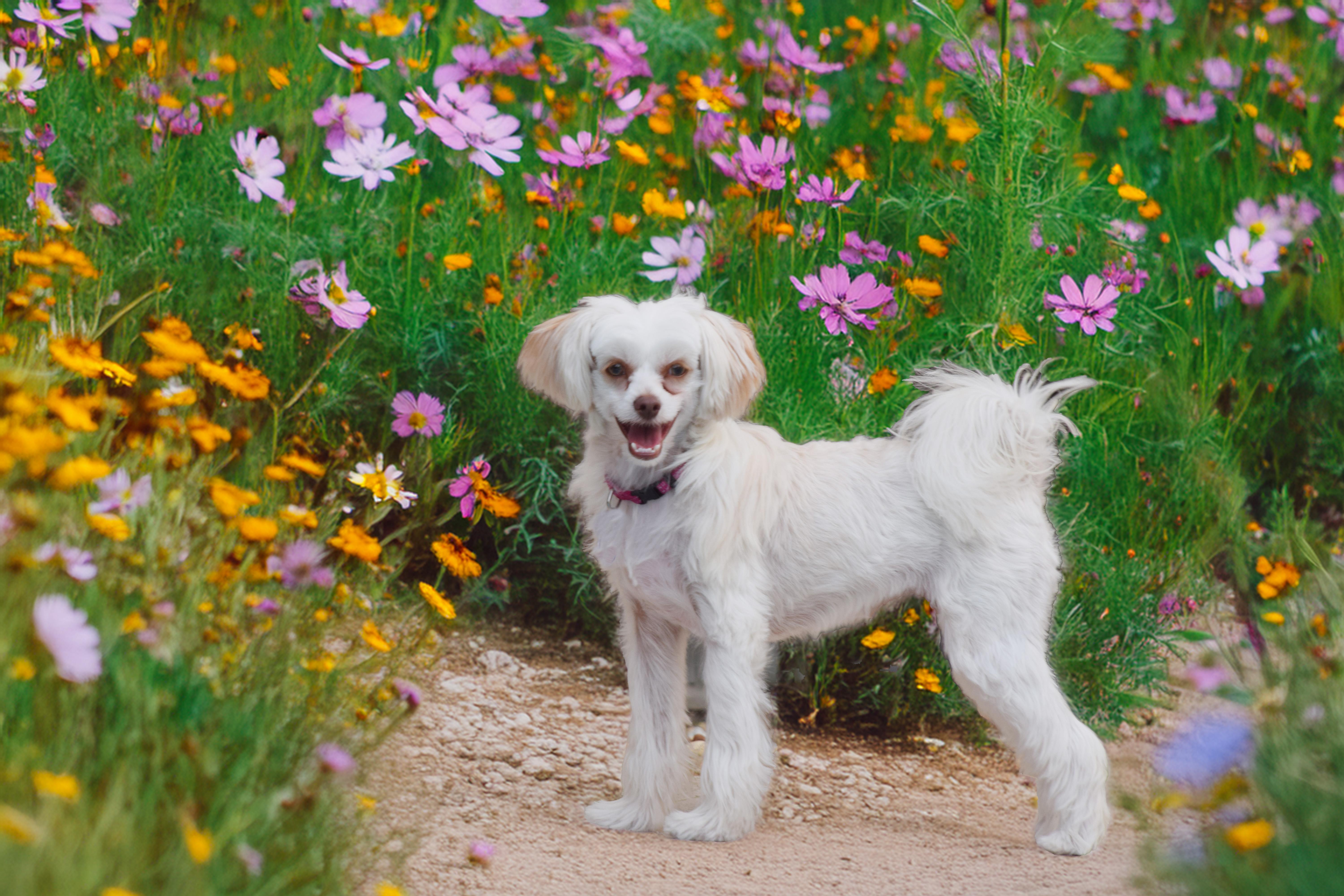 Josie Quinn, a Adoptable Chinese Crested Dog in Hollywood, FL image 2/5