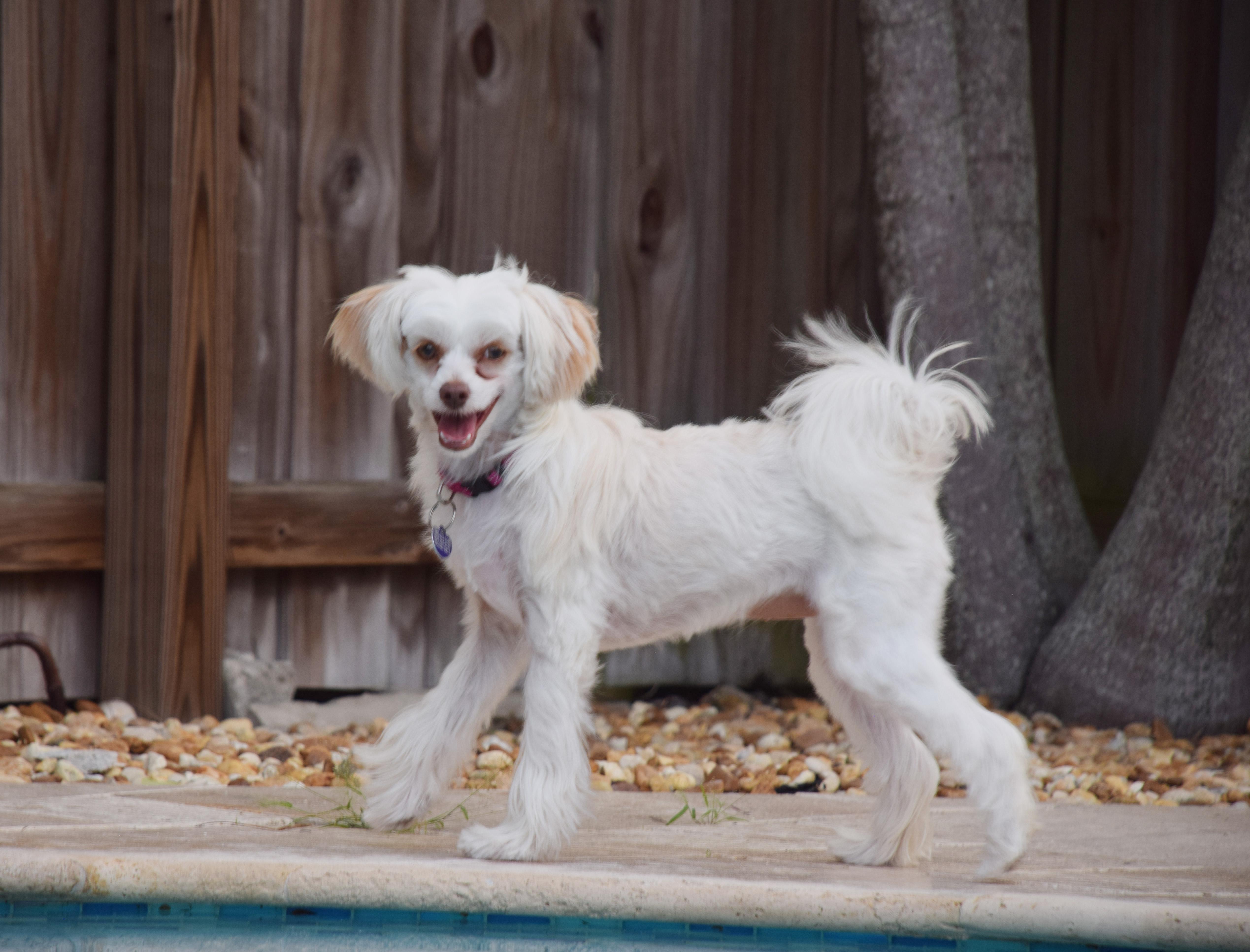 Josie Quinn, a Adoptable Chinese Crested Dog in Hollywood, FL image 3/5