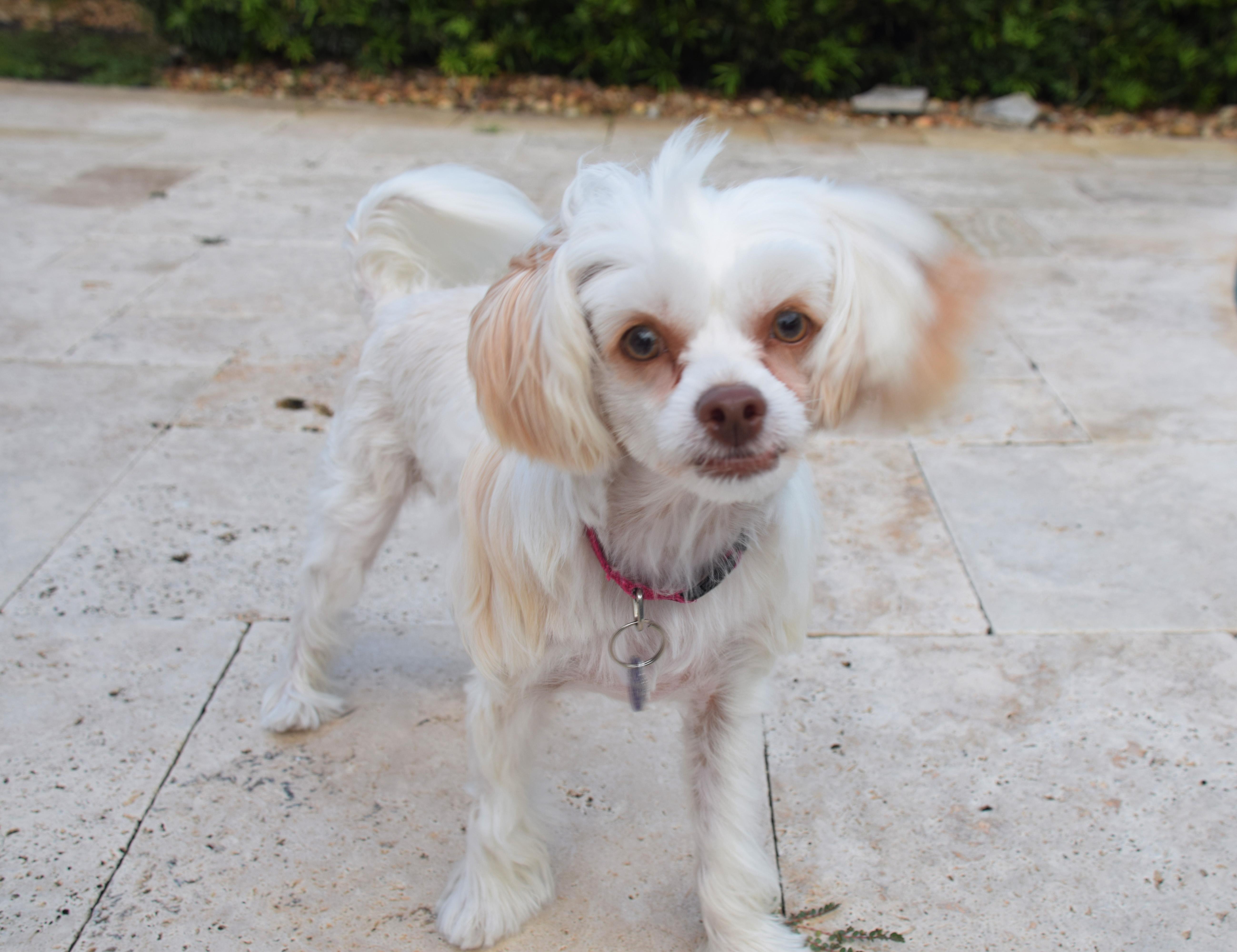 Josie Quinn, a Adoptable Chinese Crested Dog in Hollywood, FL image 4/5