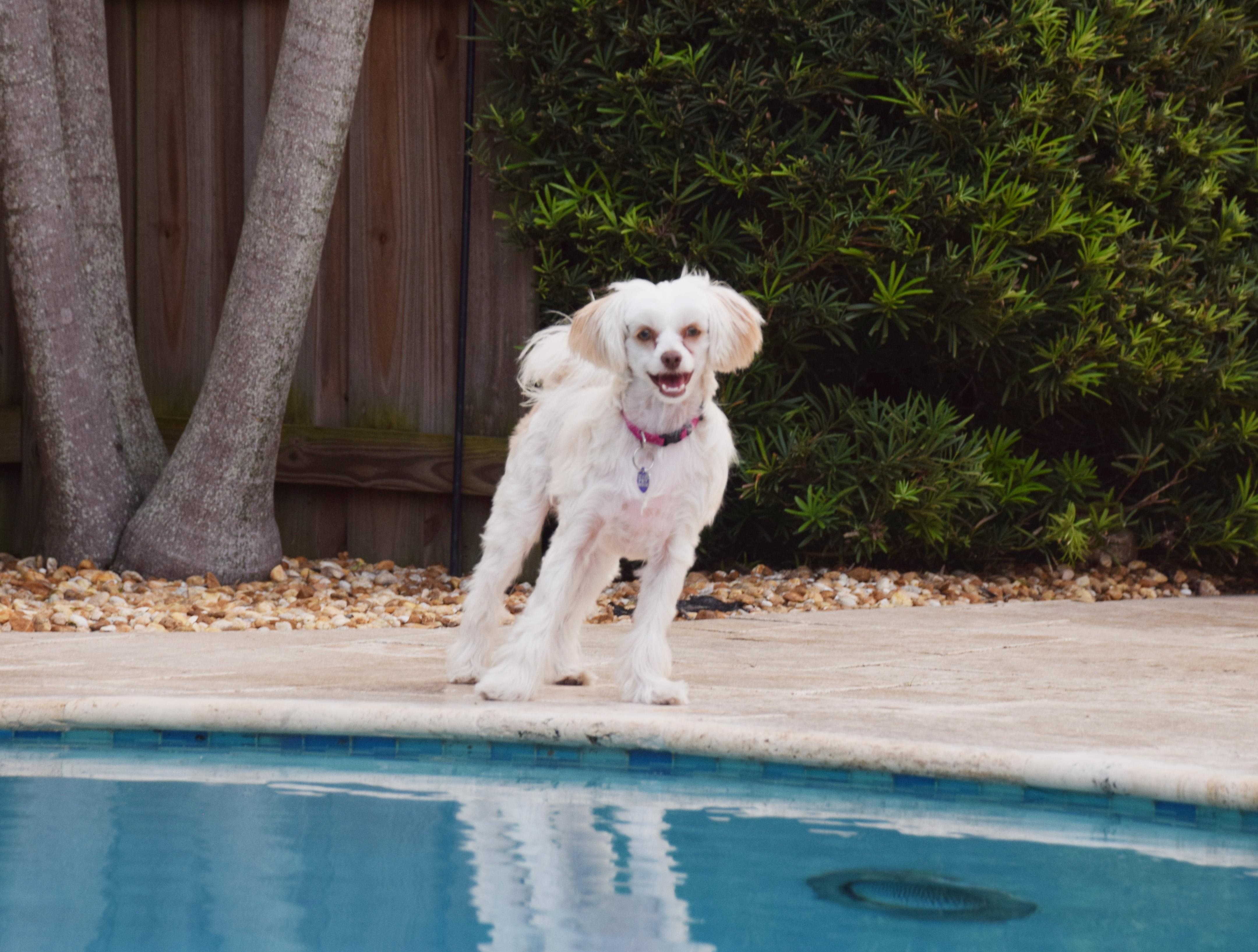 Josie Quinn, a Adoptable Chinese Crested Dog in Hollywood, FL image 5/5
