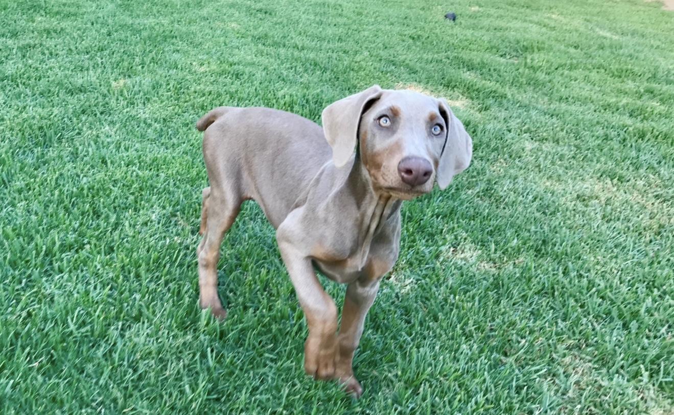 Enlarge Periwinkle, an adopted Doberman Pinscher in Los Angeles, CA image 2/2