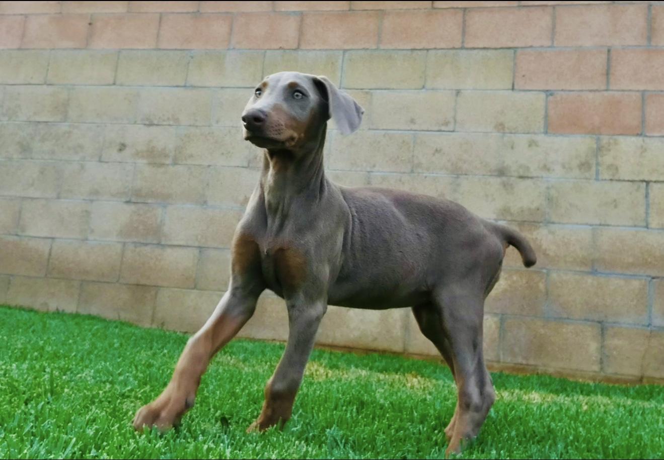 Enlarge Periwinkle, an adopted Doberman Pinscher in Los Angeles, CA image 1/2