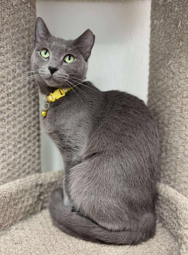 Penelope