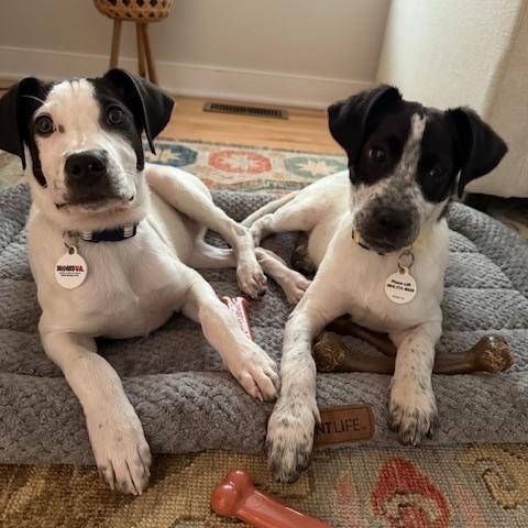 Enlarge Daisy, a ADOPTABLE mixed breed in Glen Allen, VA image 2/5