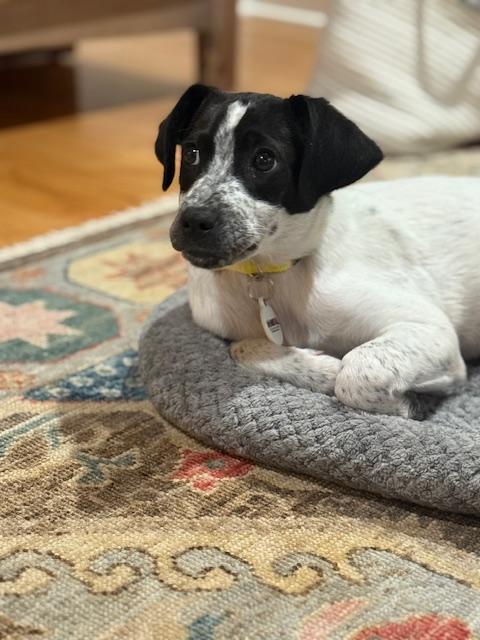 Enlarge Daisy, a ADOPTABLE mixed breed in Glen Allen, VA image 5/5