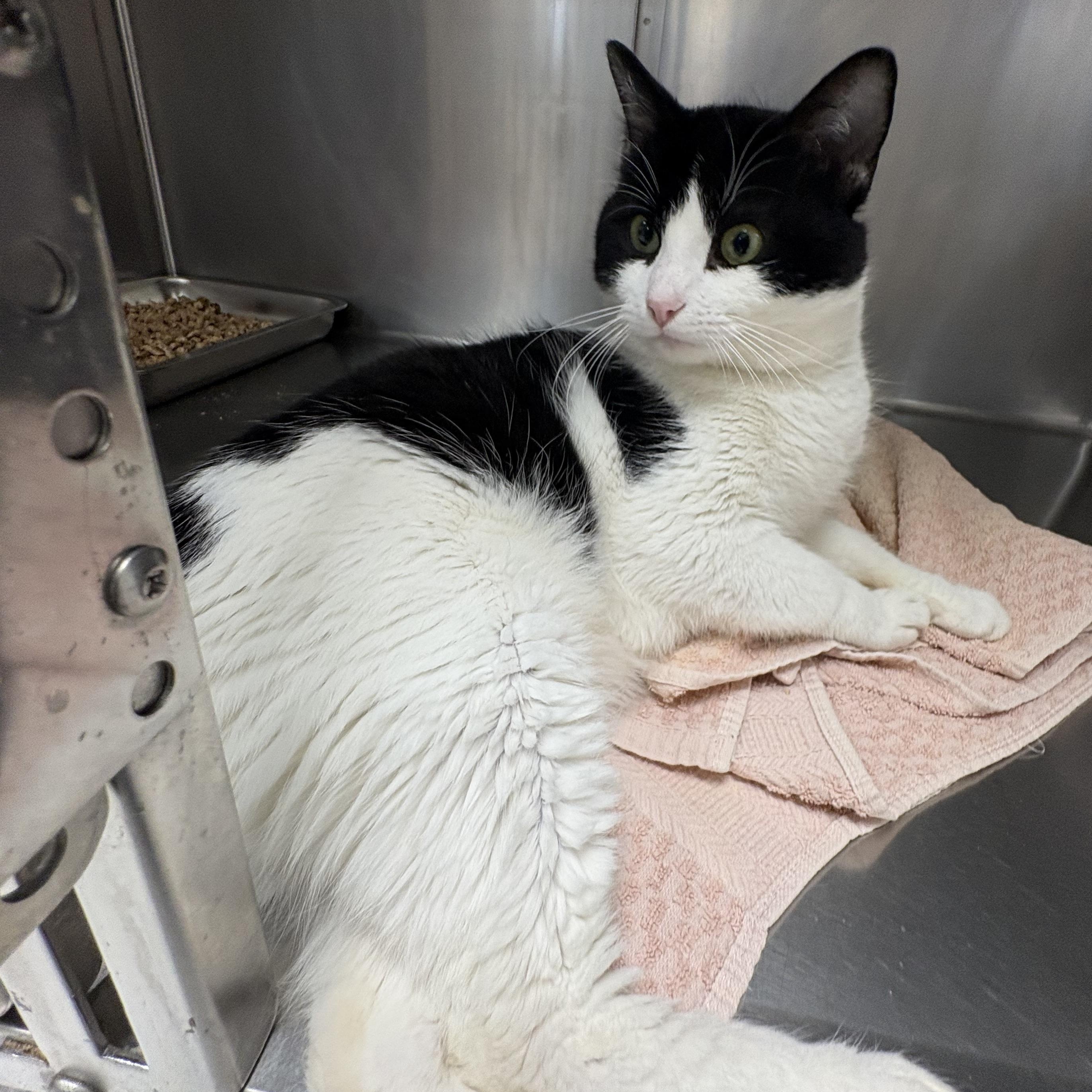 Enlarge Buddy, a ADOPTABLE Domestic Short Hair in Shasta Lake, CA image 2/2