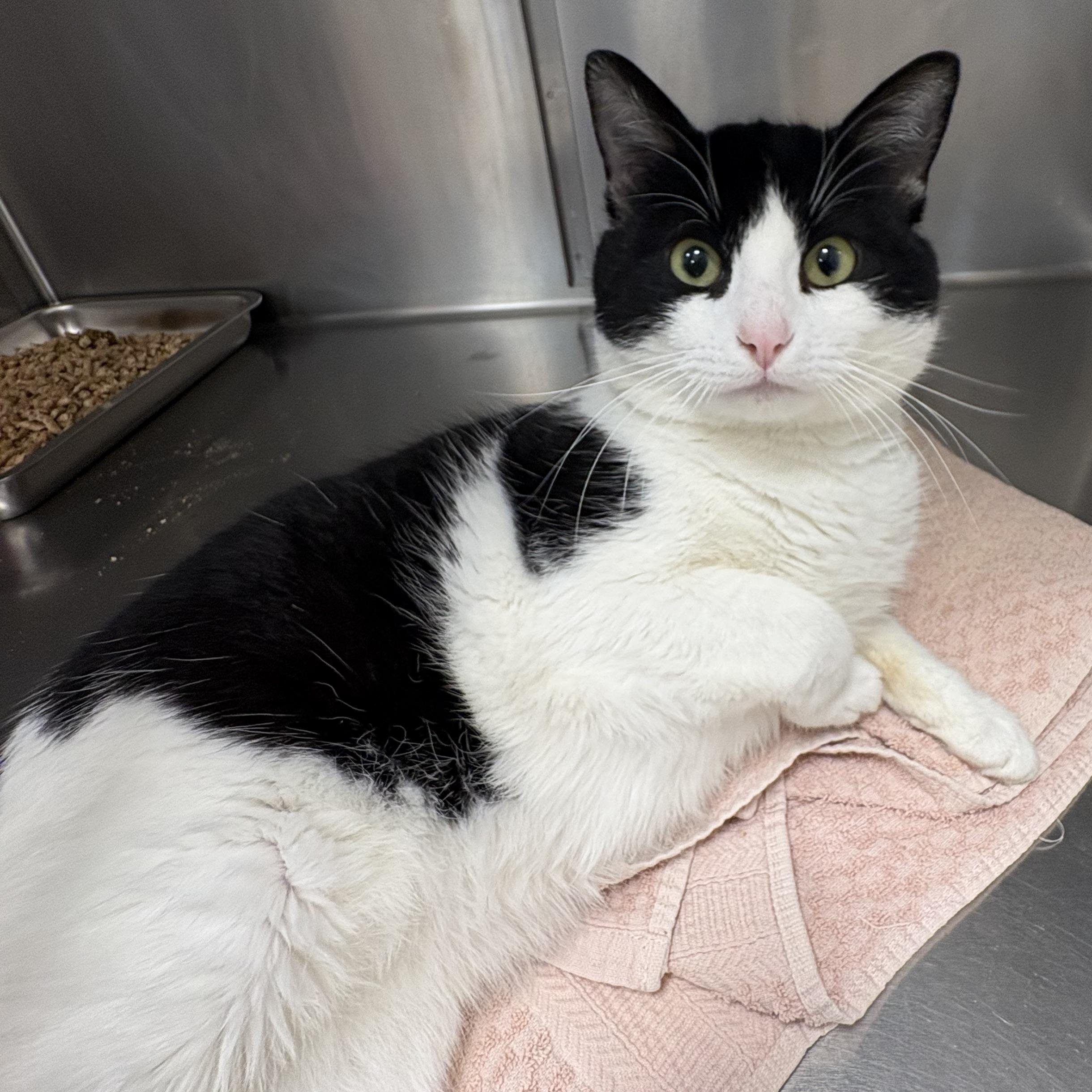Enlarge Buddy, a ADOPTABLE Domestic Short Hair in Shasta Lake, CA image 1/2