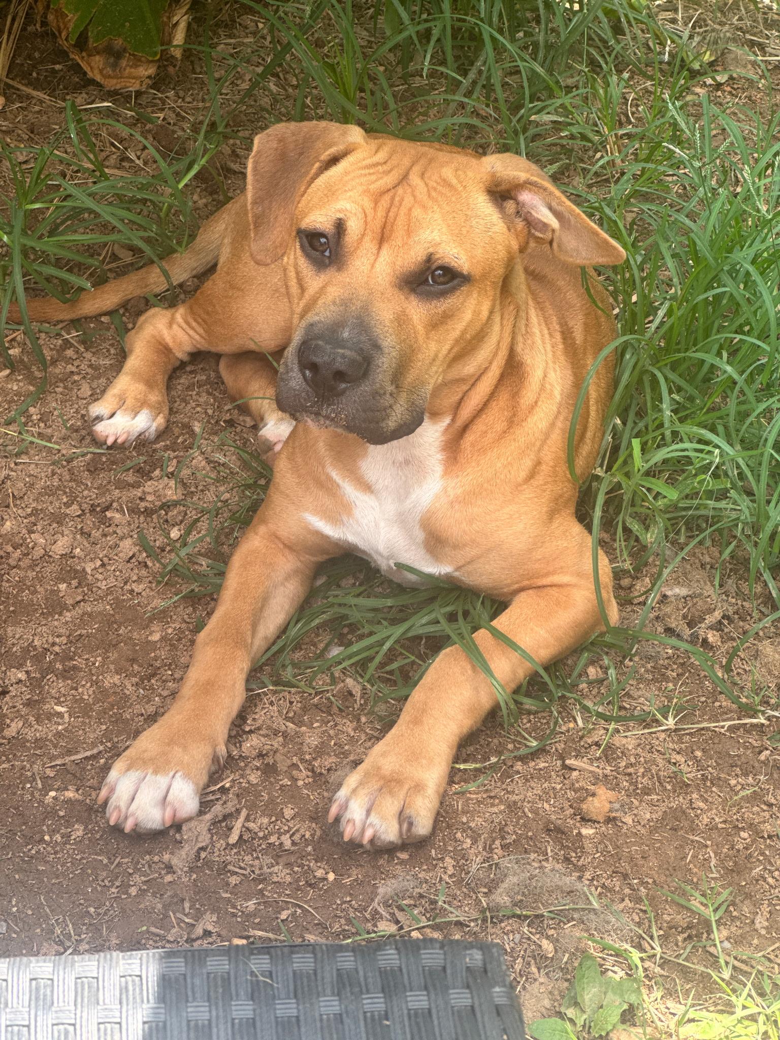 Enlarge Jax, a Adoptable mixed breed in Charlotte, NC image 5/6