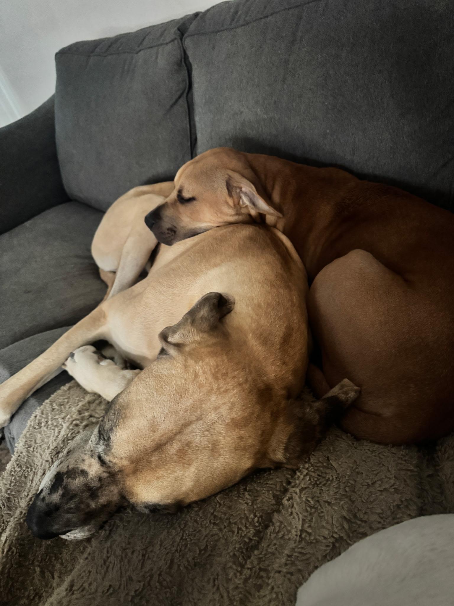 Enlarge Jax, a Adoptable mixed breed in Charlotte, NC image 6/6