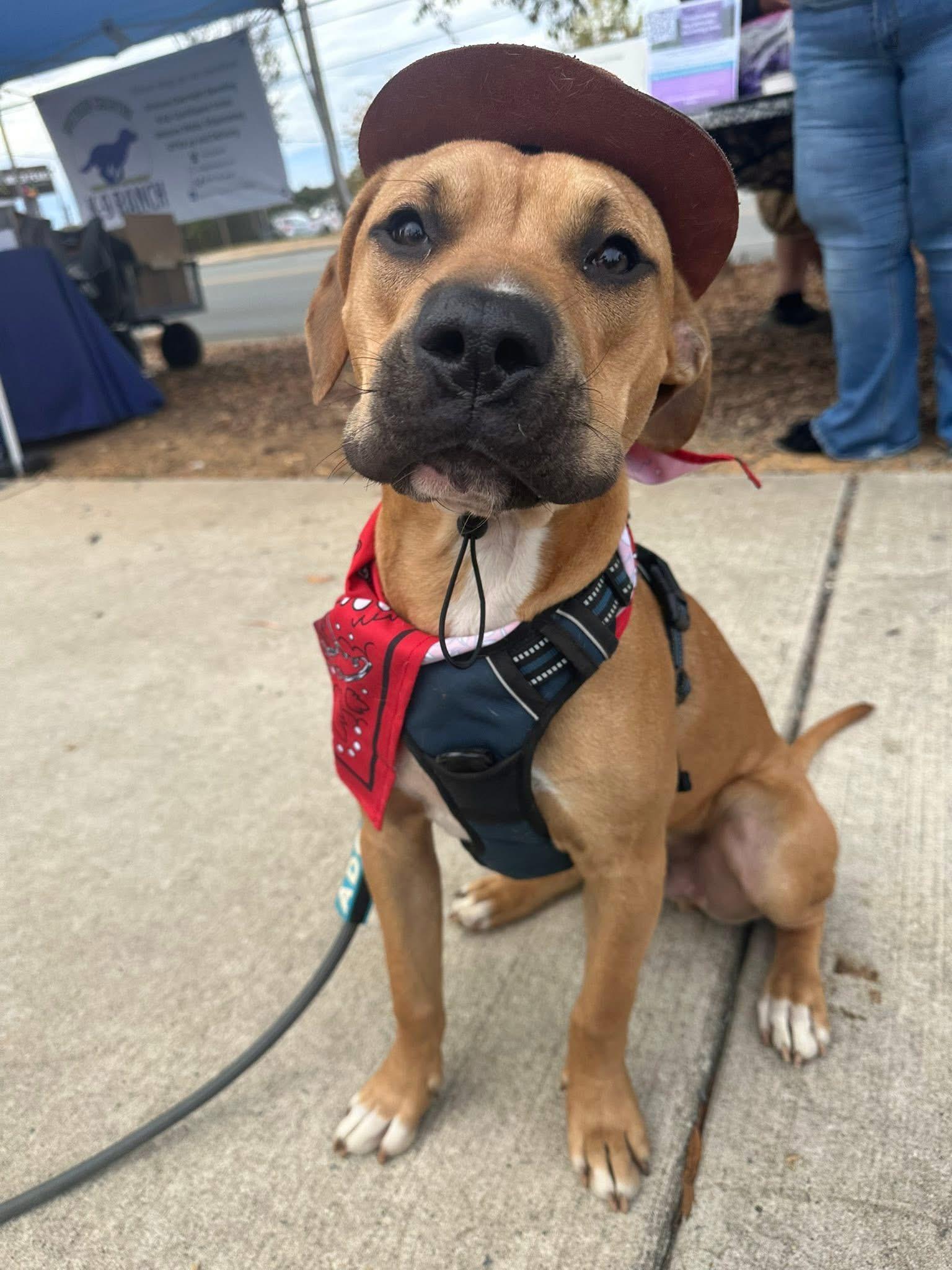 Enlarge Jax, a Adoptable mixed breed in Charlotte, NC image 1/6