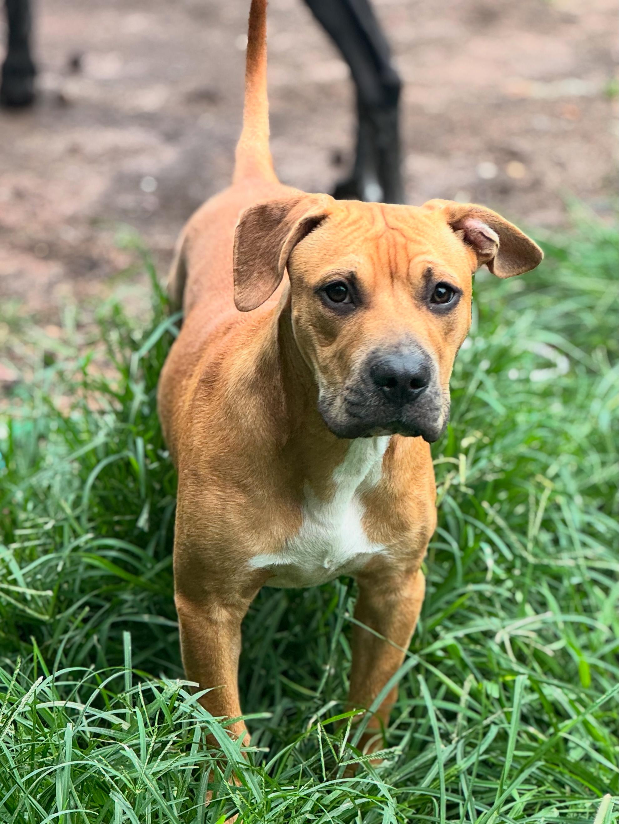 Enlarge Jax, a Adoptable mixed breed in Charlotte, NC image 4/6