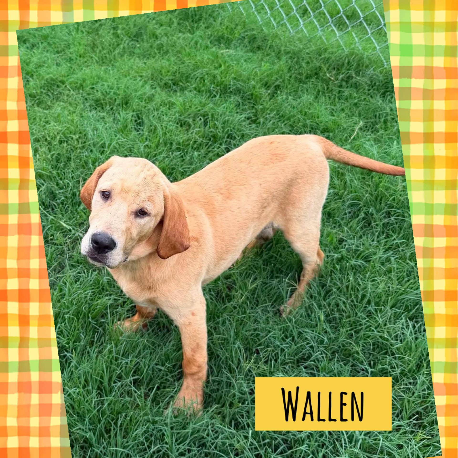 Allen, a ADOPTABLE mixed breed in Hillsdale, NY image 2/4