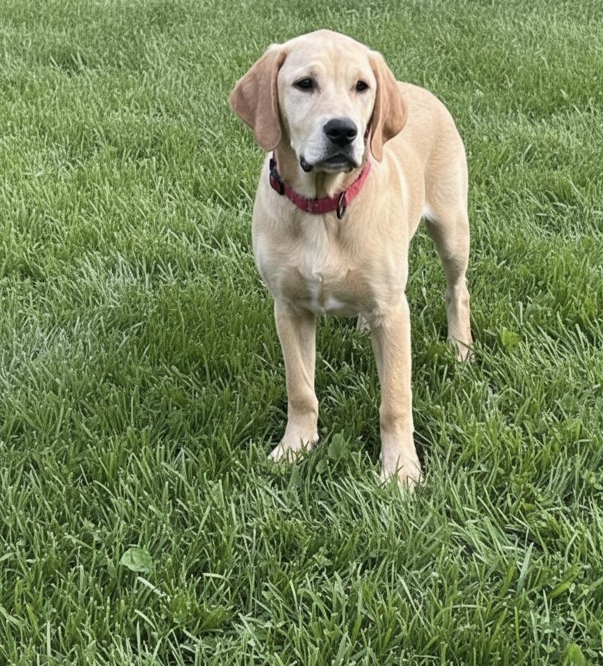 Allen, ADOPTABLE, Puppy Male Labradoodle & Mastiff.